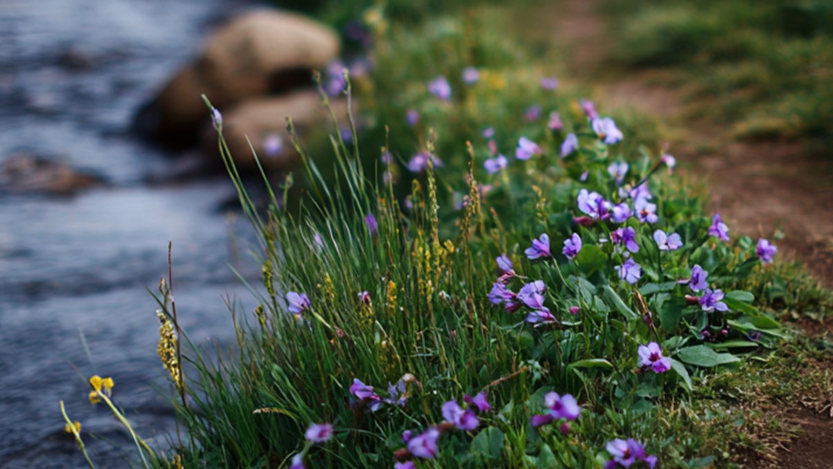 Lög og sjálfbærni
